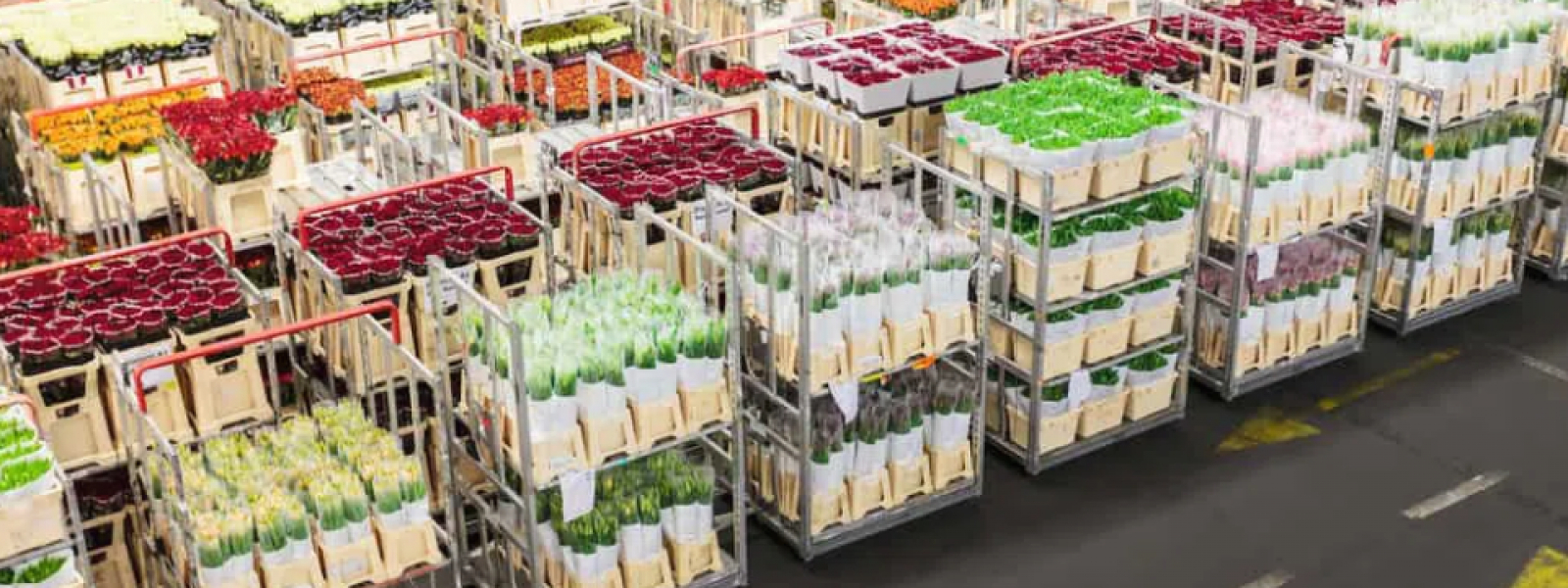 Cut Flower Supply Chain at Queensland, Australia Australian